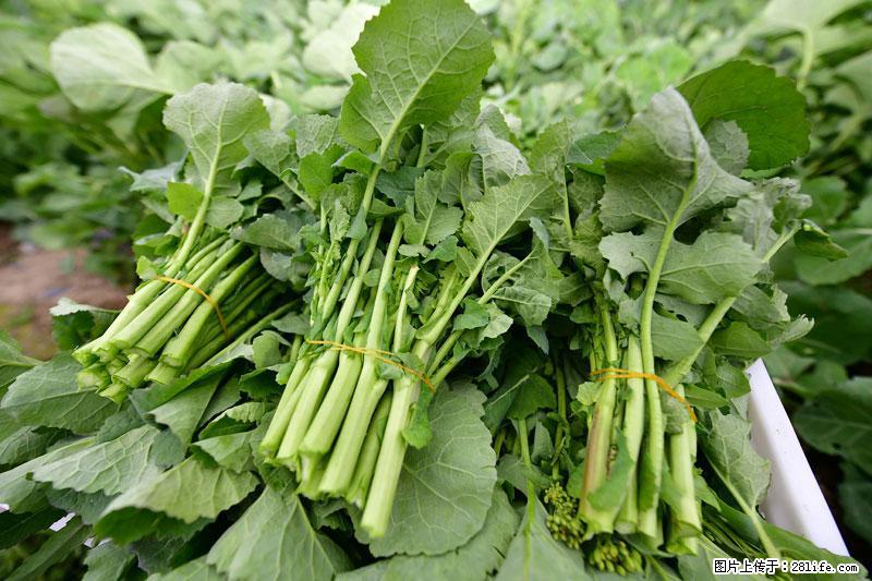 这些蔬菜是“天然钙片”，这6种被医生重点推荐 - 吐鲁番生活资讯 - 吐鲁番28生活网 tlf.28life.com